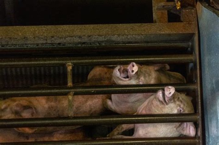 Do animals get killed in gas chambers?