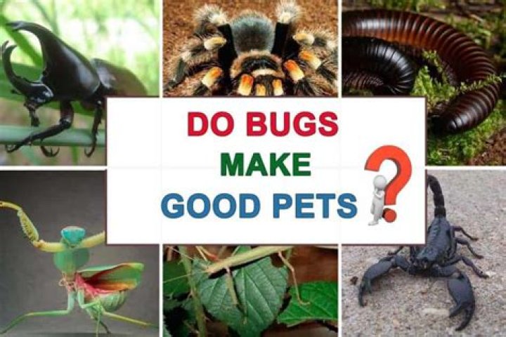 Do any bugs make good pets?