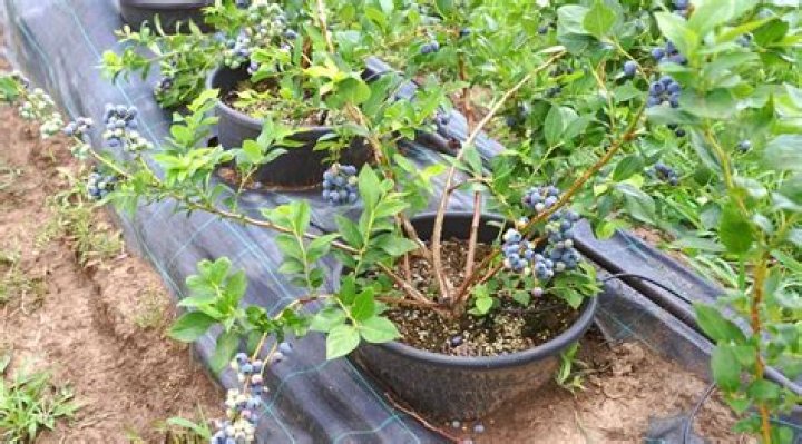 Do blueberries grow well in pots?