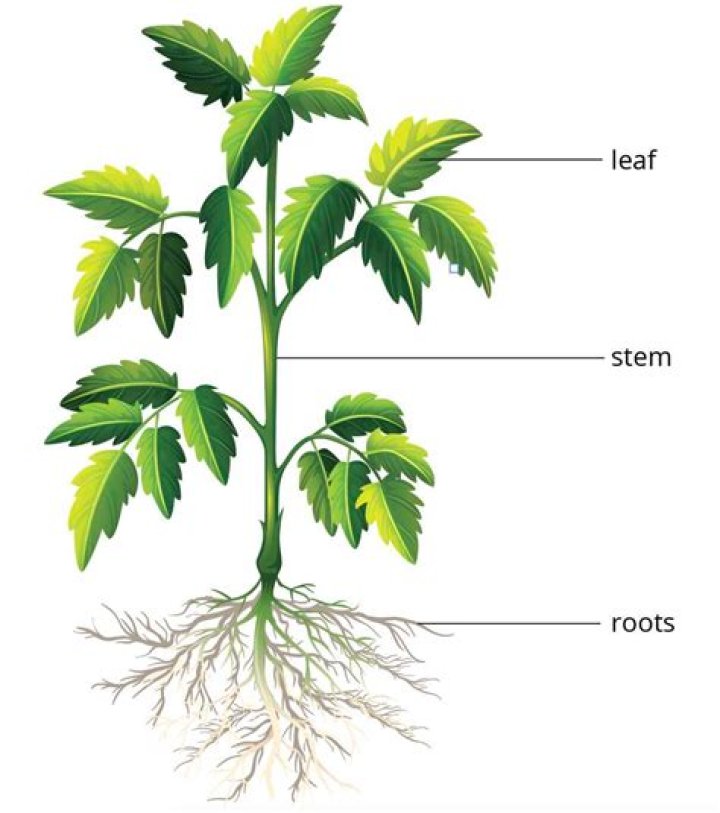 Do bryophytes have true roots stems and leaves?