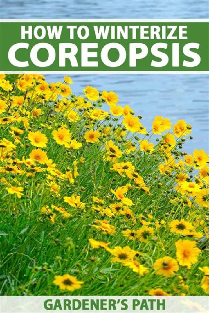 Do coreopsis come back every year?