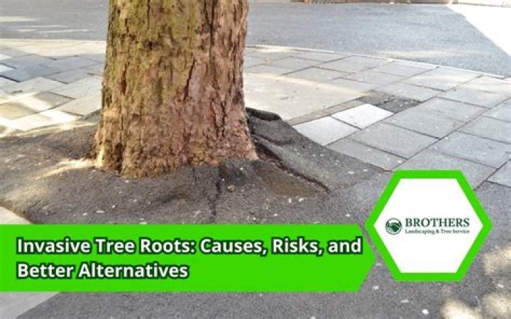 Do Fan Tex ash trees have invasive roots?