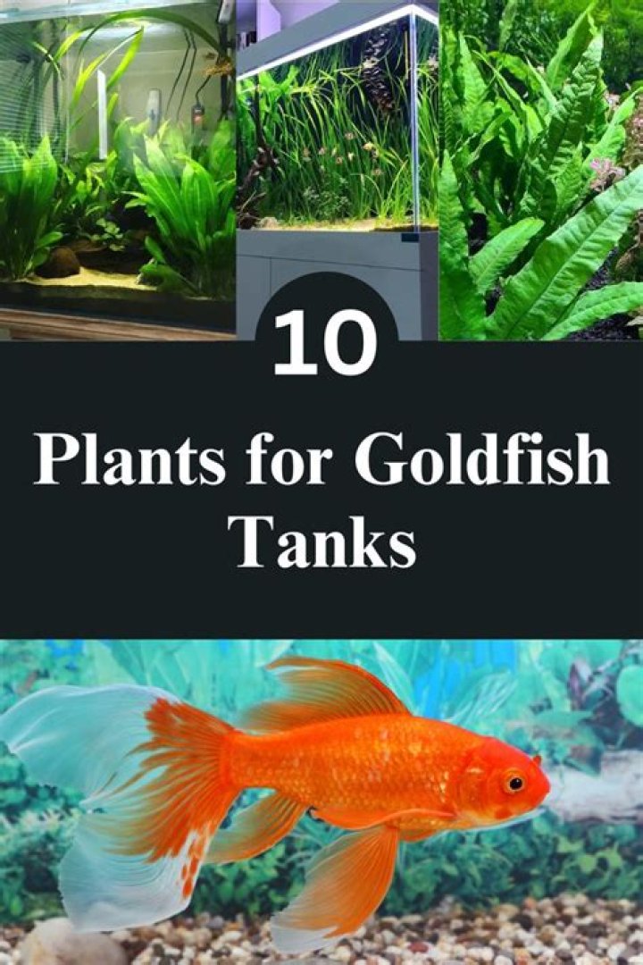 Do goldfish reproduce in tanks?