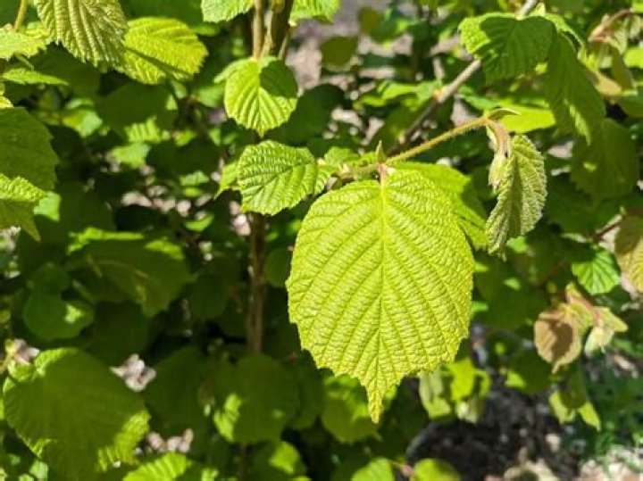 Do hazel tree leaves turn red?
