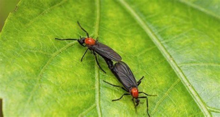Do love bugs come out in September?