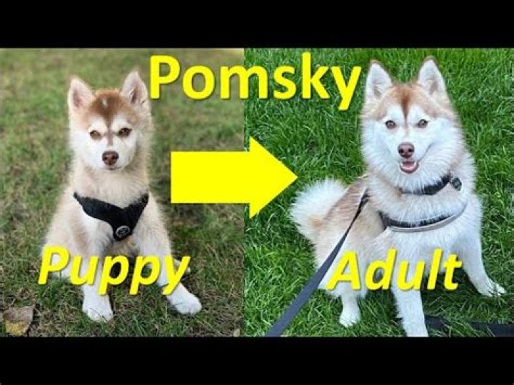 Do Pomsky puppies change color?