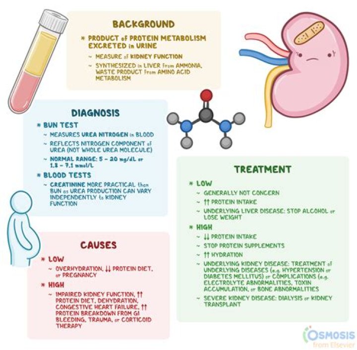 Do steroids increase protein in urine?