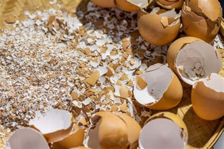 Do you have to bake egg shells?