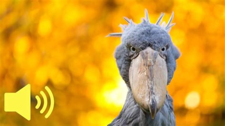 Does a shoebill stork sound like?