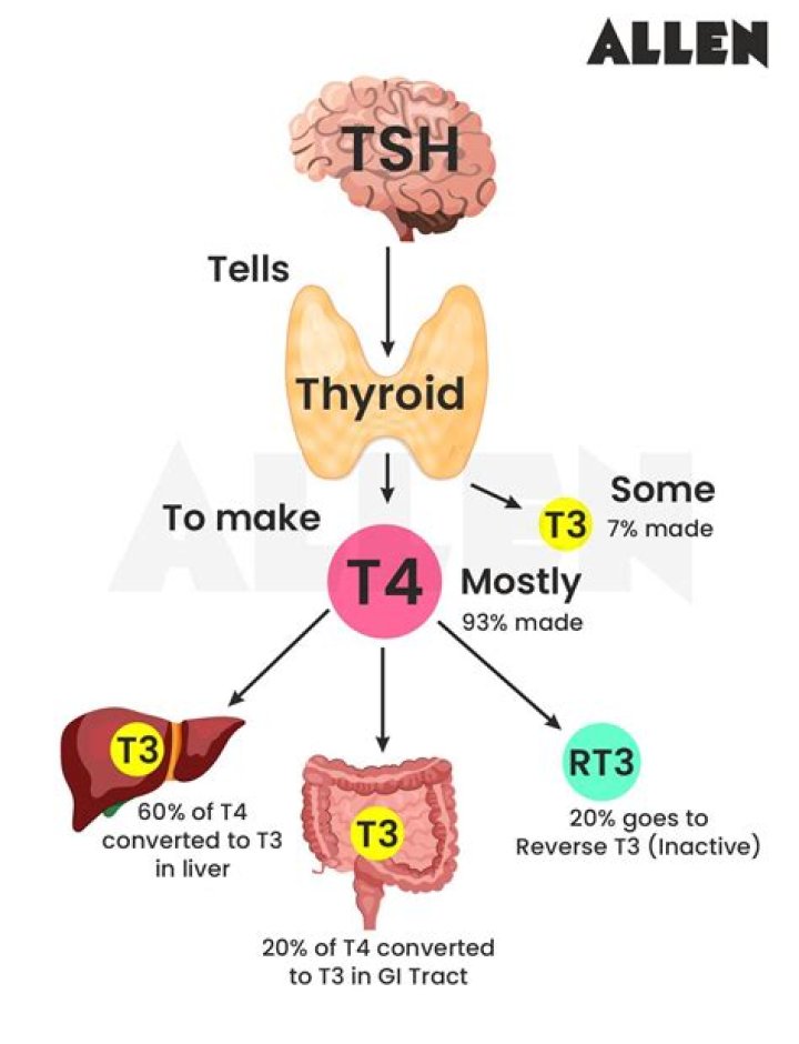 Does Armour Thyroid convert T4 to T3?