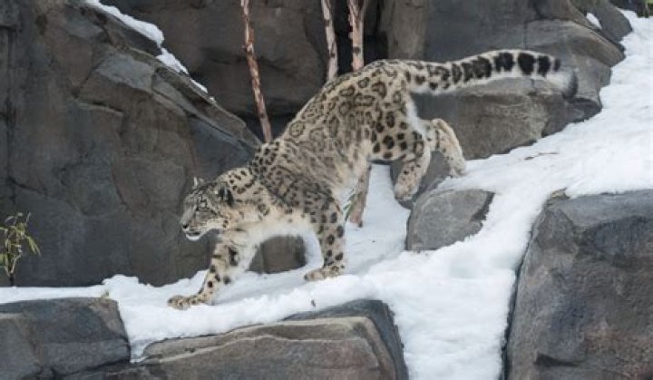 Does Central Park Zoo have snow leopards?