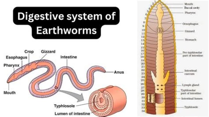 Does earthworm have a complete digestive system?