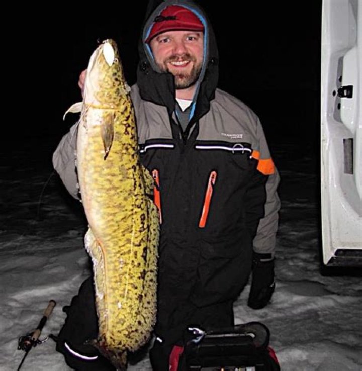 Does eelpout have teeth?
