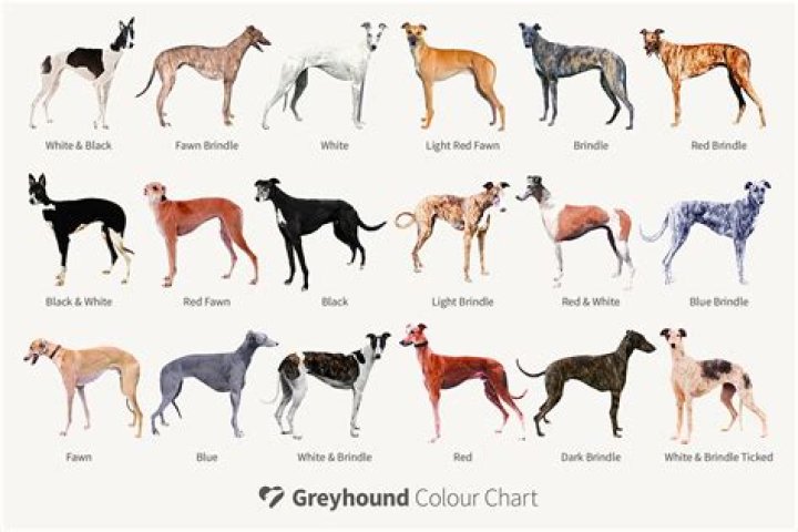 Does Greyhound go to NJ?