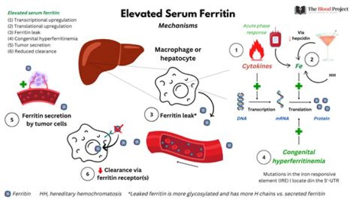Does high ferritin mean inflammation?