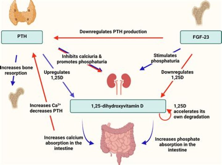 Does high phosphate increase PTH?