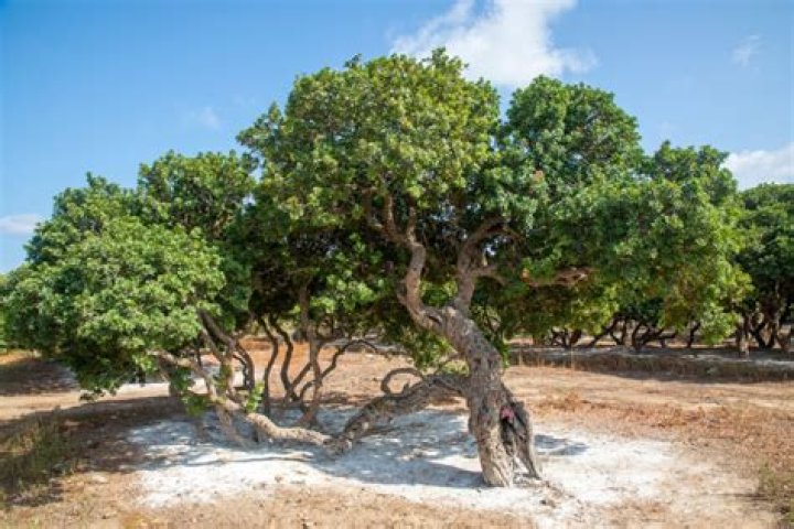 Does mastic gum really work?