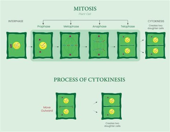 Does mitosis occur in diploid plant cells?