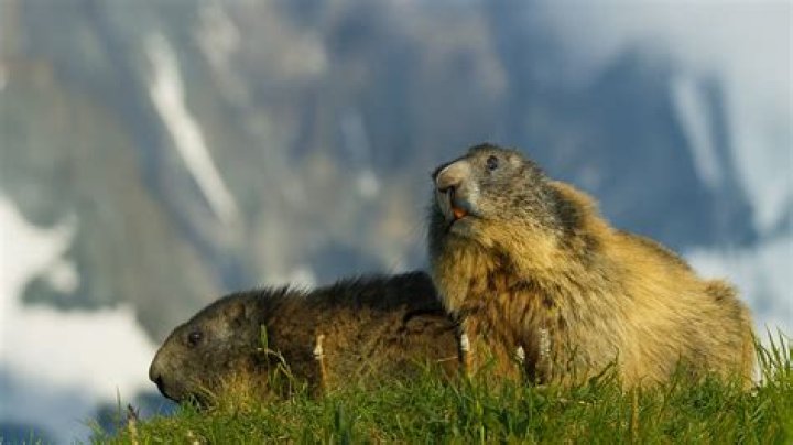 Does my Alpine have Bluetooth?
