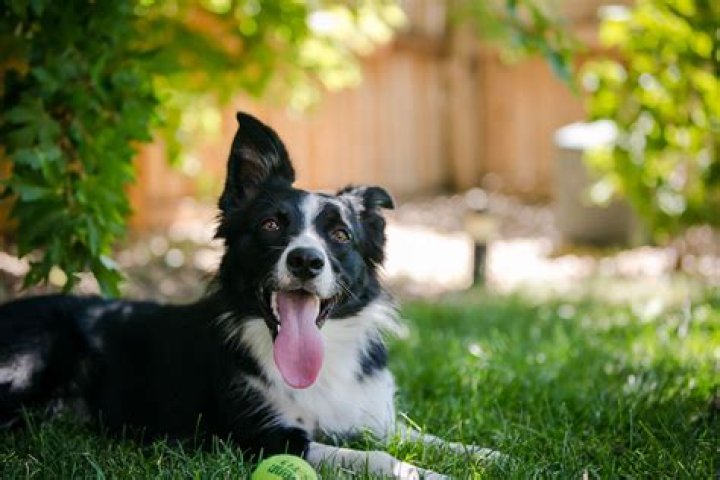Does Robaxin cause panting in dogs?