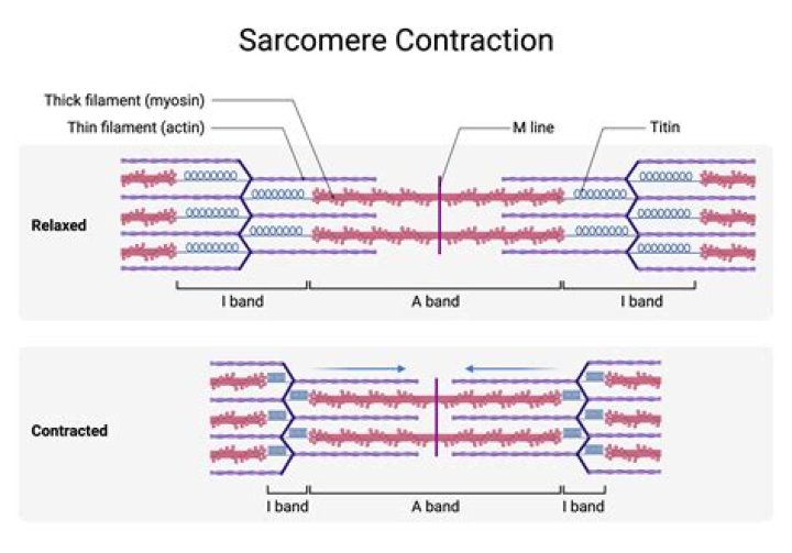 Does sarcomere change in length with contractions?