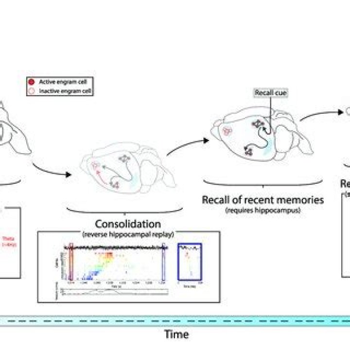 Does the hippocampus preplay memories?