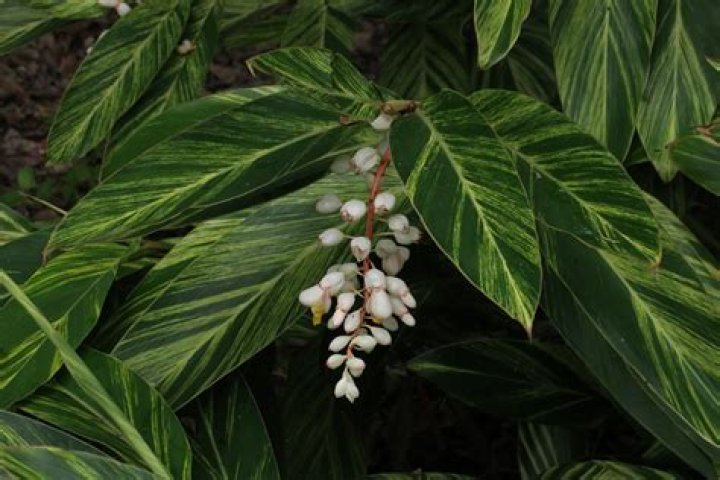 Does wild ginger produce flowers?