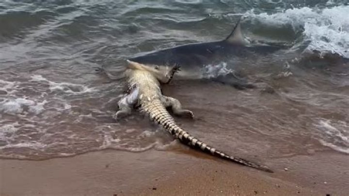 Has a human been eaten by a crocodile?