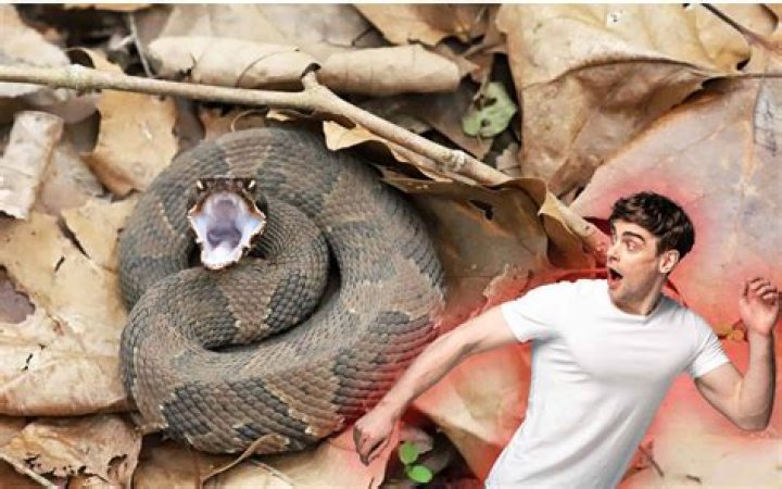 Has anyone survived a taipan bite?