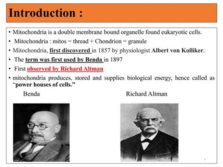 How Albert von Kolliker discovered mitochondria?