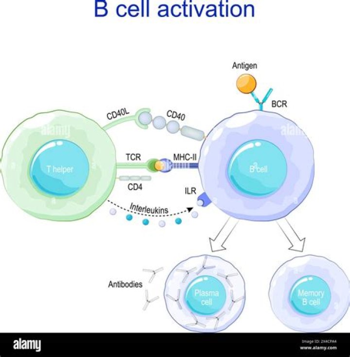How are B cells and T cells activated?