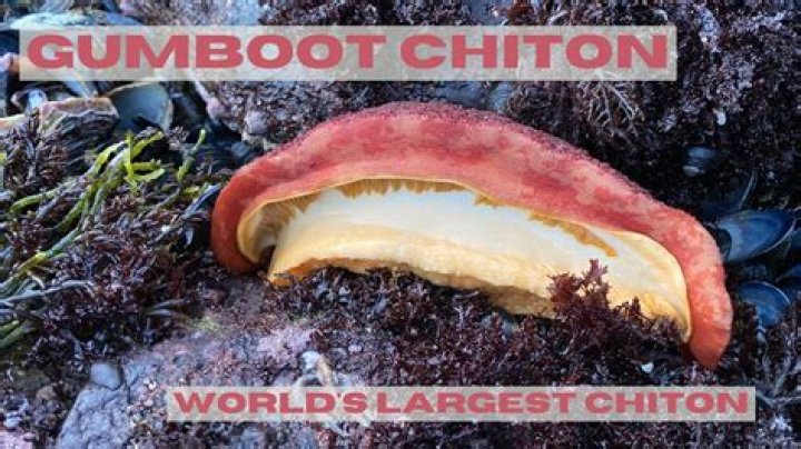 How are gumboot chiton harvested?