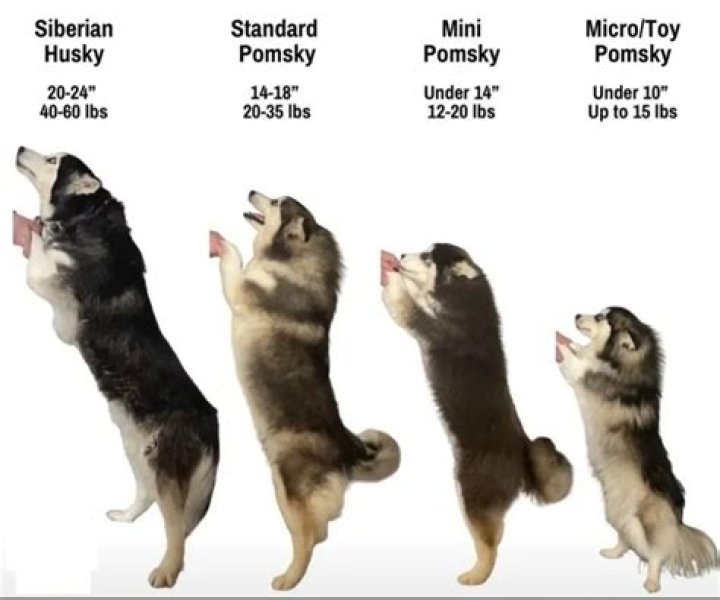 How big does a Pomsky get?