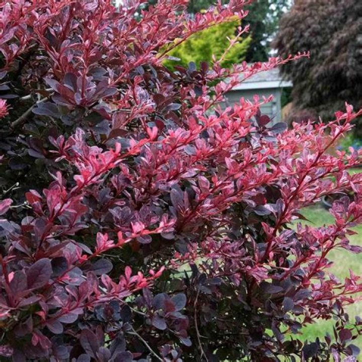 How big does a Rose Glow barberry bush get?