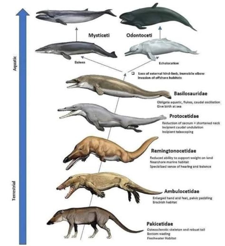 How big is a Ambulocetus?
