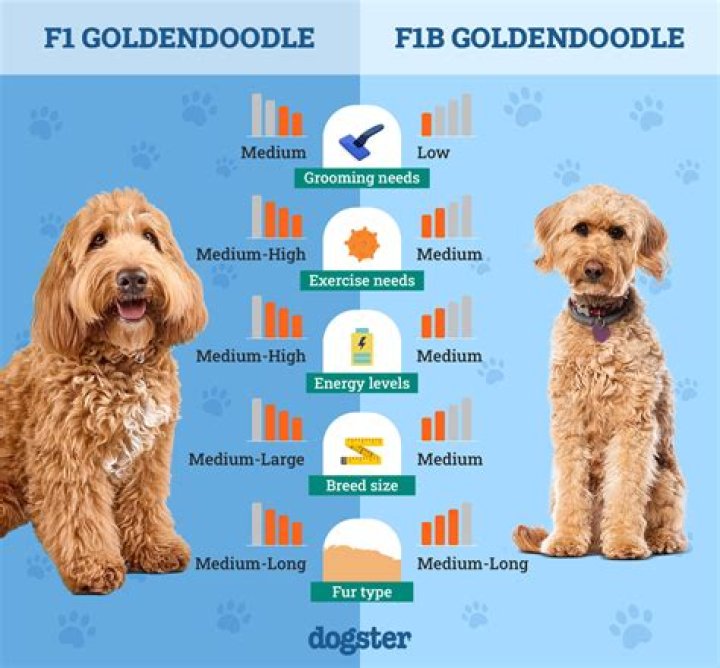 How big is an F1 Goldendoodle?