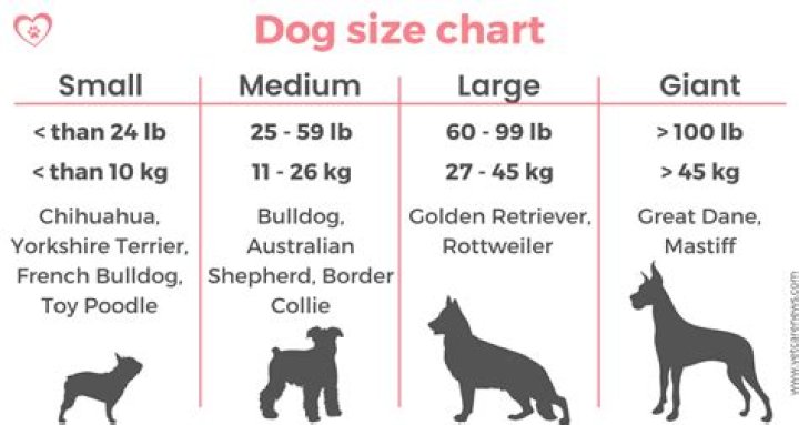 How big should a dog bed be for a medium sized dog?