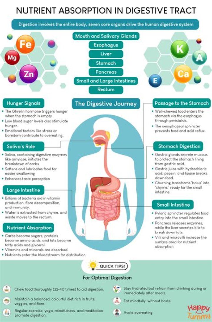 How can food be absorbed by cells?