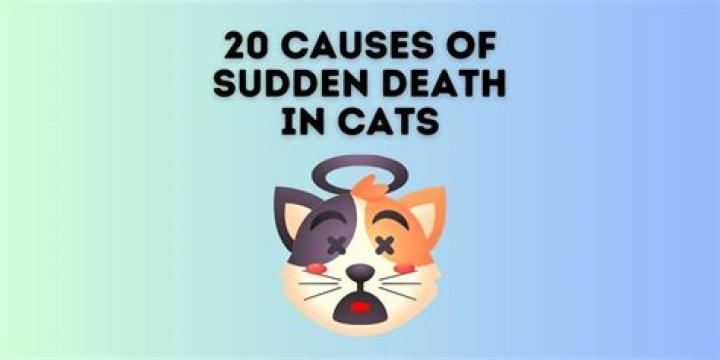 How common is sudden death in cats?