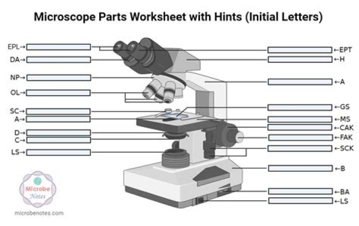 How do all the parts of a microscope work together?