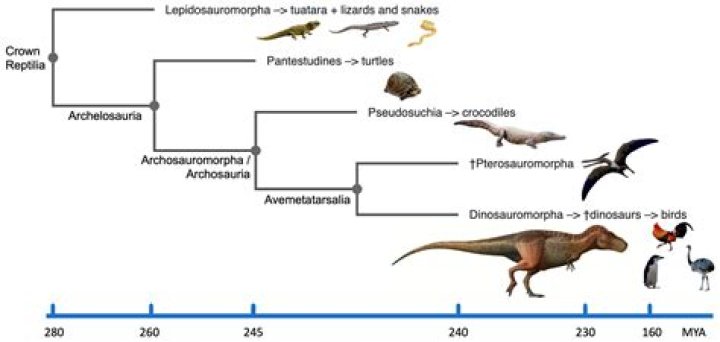 How do archosaurs breathe?