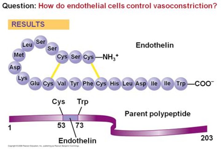 How do endothelial cells control vasoconstriction?