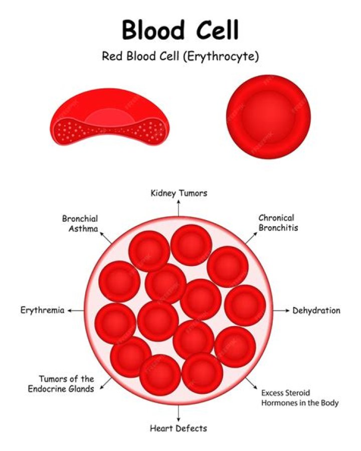 How do erythrocytes change shape?