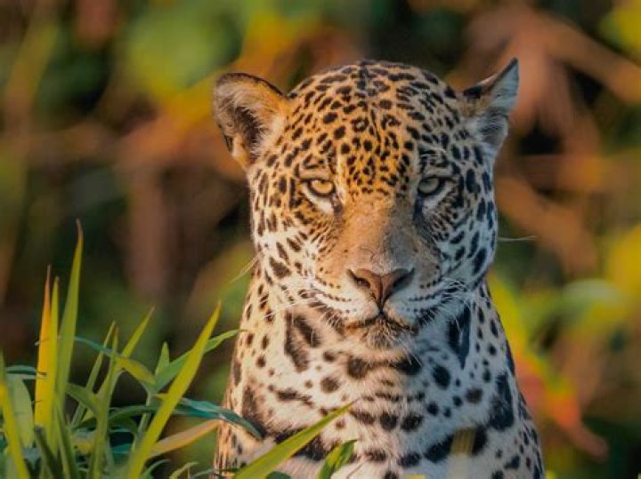 How do I contact National Geographic Wild?