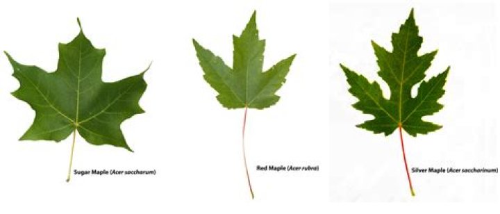 How do I identify maple leaves?