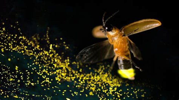 How do I watch Firefly for free?