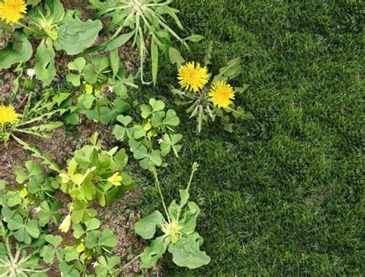 How do I weed my garden super fast?