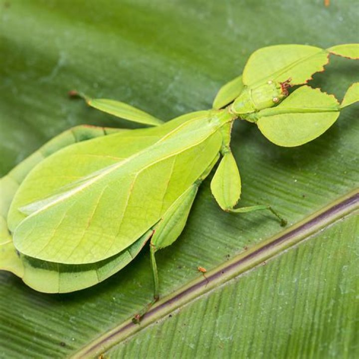 How do leaf insects protect themselves?