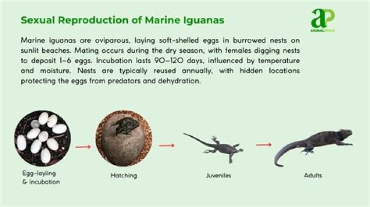 How do marine iguanas reproduce?