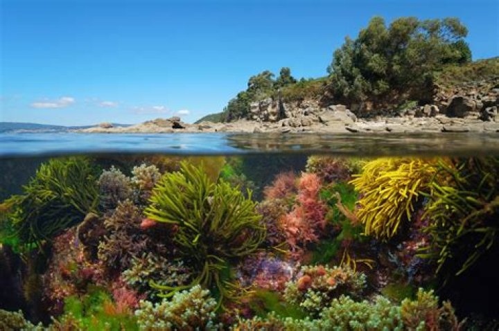 How do plants in the deep ocean photosynthesis?